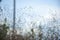 Flowering reeds and wild grass plants with ripe seeds bending in the wind. Abstract unfocused background