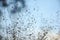 Flowering reeds and wild grass plants with ripe seeds bending in the wind. Abstract unfocused background