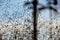 Flowering reeds and wild grass plants with ripe seeds bending in the wind. Abstract unfocused background