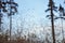 Flowering reeds and wild grass plants with ripe seeds bending in the wind. Abstract unfocused background