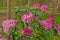 Flowering rhododendron bush in the forest