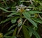 Flowering Rhododendron Bush in North Carolina