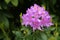 Flowering rhododendron early in spring