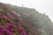 Flowering Rhododendron myrtifolium on the slopes of the Carpathian Mountains shrouded in morning mist. The beauty of natural mount