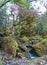 Flowering rhododendron tree at the Creek.