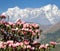 Flowering rhododendron tree and mount Kongde