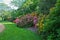 Flowering rhododendrons