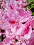 flowering of rhododendrons. Background image of bright colors. Blooming pink flowers close up