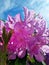 flowering of rhododendrons. Background image of bright colors. Blooming pink flowers close up