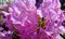 flowering of rhododendrons. Background image of bright colors. Blooming pink flowers close up