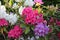 The flowering of Rhododendrons in the Botanical Garden on Niagara of the Lake