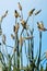 Flowering ribwort plantains against blue sky