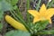 Flowering and ripe fruits of zucchini