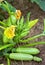 Flowering and ripe fruits of zucchini in vegetable garden