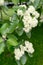 The flowering of ripple is Scandinavian Sorbus intermedia Ehrh. Pers.. Spring