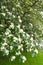 Flowering ripples Swedish Sorbus intermedia Ehrh. Pers.. Spring