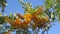 Flowering River Banksia tree