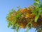 Flowering River Banksia tree