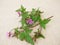 Flowering Roberts geranium, cranesbill, on a wooden board
