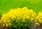 Flowering Rock Alyssum. Plant with yellow flowers close-up. Perennial in the garden