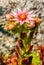 Flowering rock plant