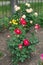 Flowering rose bushes in the garden