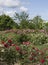 Flowering of a rose garden of a floral park