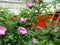 Flowering rose rosehip bush on a blurry multi-colored background