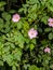 Flowering rosehip bush