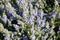 Flowering rosemary plant. Blooming purple flowers in spring season. Rosemary herb with purple and blue flowers and evergreen, need