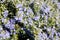 Flowering rosemary plant. Blooming purple flowers in spring season. Rosemary herb with purple and blue flowers and evergreen, need