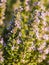 Flowering rosemary plant in Esporao, Portugal, at sunset