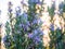 Flowering rosemary plant in Esporao, Portugal, at sunset