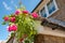 Flowering roses seen climbing a trellis located at the front of a brick but house.