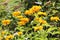 Flowering rough oxeye Heliopsis helianthoides plant with yellow flowers and green leaves in garden