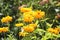 Flowering rough oxeye Heliopsis helianthoides plant with yellow flowers and green leaves in garden