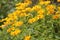 Flowering rough oxeye Heliopsis helianthoides plant with yellow flowers and green leaves in garden