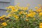 Flowering rough oxeye Heliopsis helianthoides plant with yellow flowers and green leaves in garden