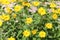 Flowering rough oxeye Heliopsis helianthoides plant with yellow flowers and green leaves in garden