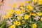 Flowering rough oxeye Heliopsis helianthoides plant with yellow flowers and green leaves in garden