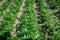 Flowering rows of potato tops. Blooming potatoes. Potato beds are planted in straight rows. Organic potatoes