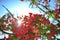 Flowering Royal Poinciana tree