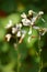 Flowering rucola plant in organic kitchen garden