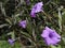 Flowering Ruellia simplex