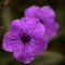 Flowering Ruellia simplex aka Mexican Bluebell,