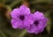 Flowering Ruellia simplex aka Mexican Bluebell,