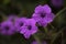 Flowering Ruellia simplex aka Mexican Bluebell,