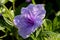 Flowering Ruellia tuberosa is a small