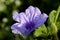 Flowering Ruellia tuberosa is a small