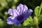 Flowering Ruellia tuberosa is a small